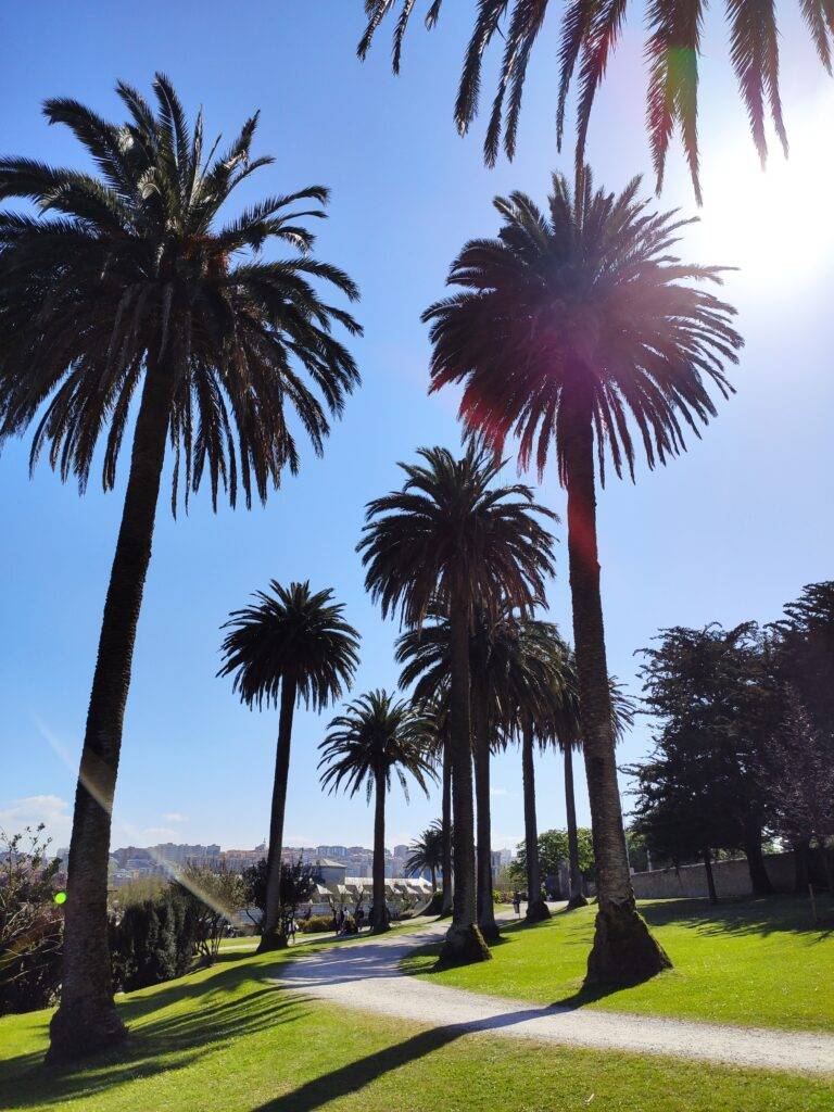 santander matalenas Palm trees sunny green grass blue sky organizar viaje a Cantabria