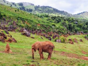 elefante parque cabarceno hicantabria Planes en Cantabria