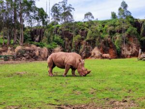 rinoceronte parque cabarceno hicantabria Planes en Cantabria Aktywności w Kantabrii